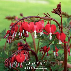 牡丹球根价格 牡丹球根图片 星期三