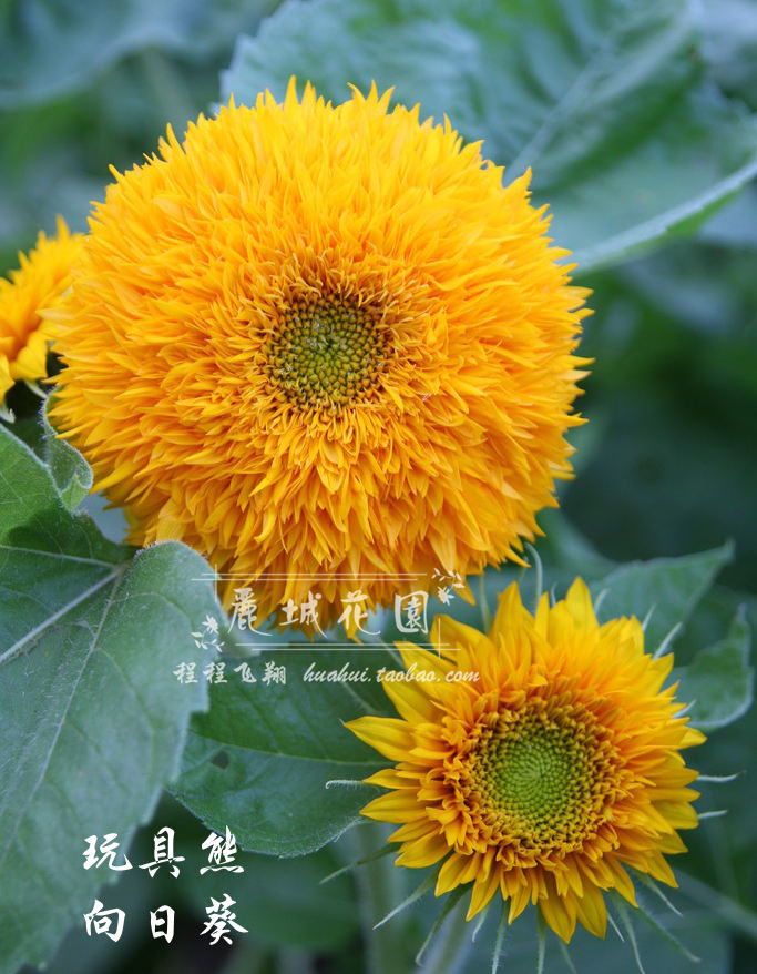 a023【玩具熊向日葵】阳台盆栽地栽切花四季观赏花卉种子15粒