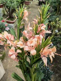 野姜花新品粉色块茎发货蝴蝶百合新品粉色姜花浓香