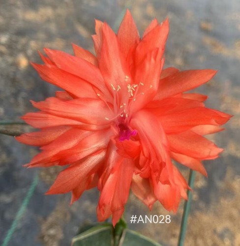 重瓣蟹爪兰嫁接入秋带花苞原盆带土发货重瓣多色蟹爪莲进口