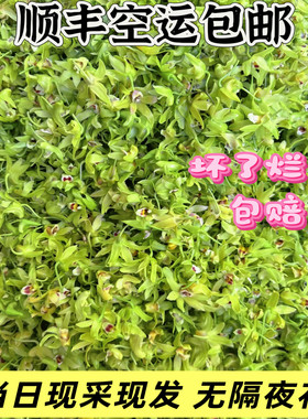当天现采铁皮石斛鲜花