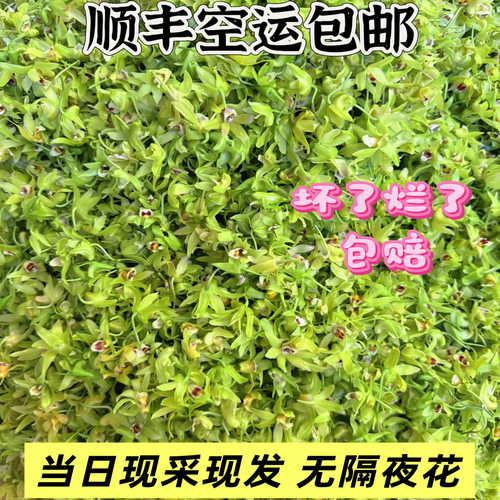 铁皮石斛鲜花新鲜石斛花五斤顺丰空运每天现采现发坏单包赔