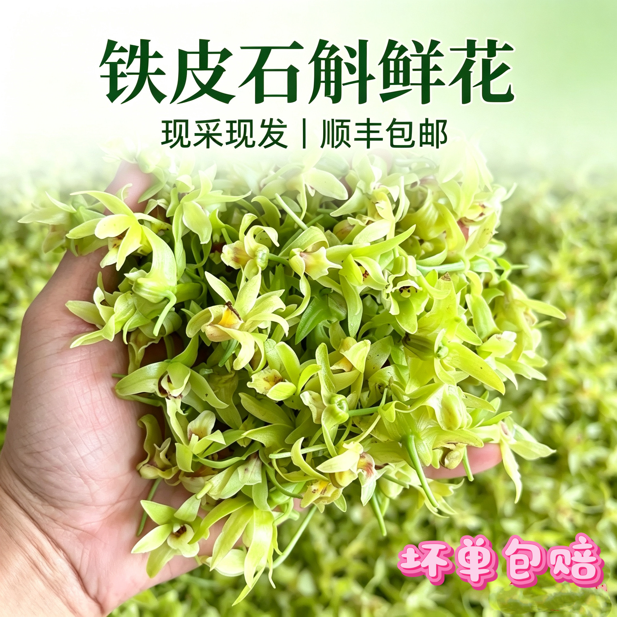 顺丰包邮铁皮石斛鲜花2026新鲜当天采摘食用一斤五斤正宗基地直发