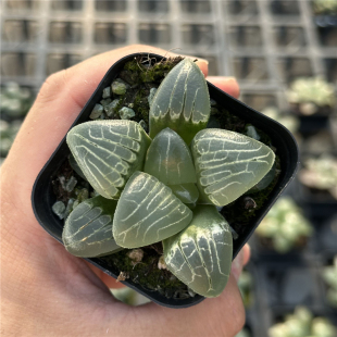 粉色甜心 多肉植物 十二卷 6.5厘米盆 油透亮 一件包邮 不仅布蔓