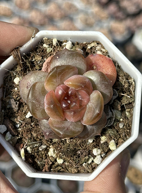 红色恋人 多肉植物 7厘米盆 红色糖心 单头 一件包邮 不仅布蔓