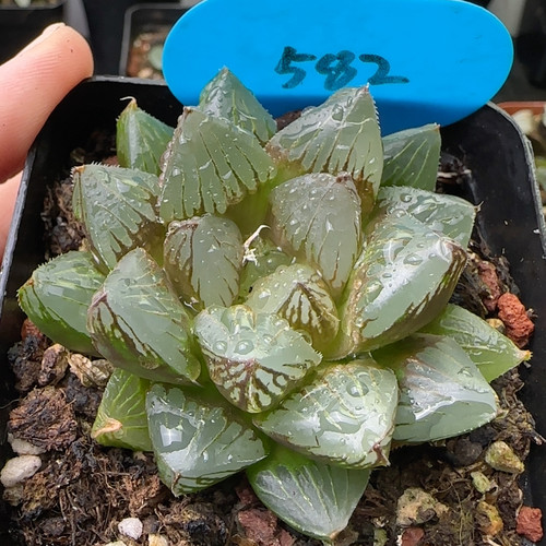 赤狐玉露 582