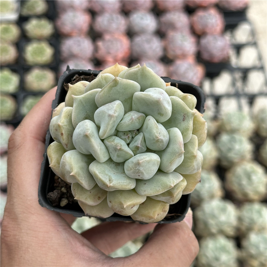 超奶 多肉植物 7厘米盆 大单头 粉白色 一件包邮 不仅布蔓