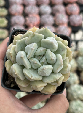 超奶 多肉植物 7厘米盆 大单头 粉白色 一件包邮 不仅布蔓