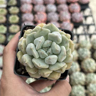 超奶 多肉植物 7厘米盆 大单头 粉白色 一件包邮 不仅布蔓