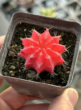 糖果牡丹 多肉植物 5厘米盆 自然锦 鲜红色  一件包邮 不仅布蔓