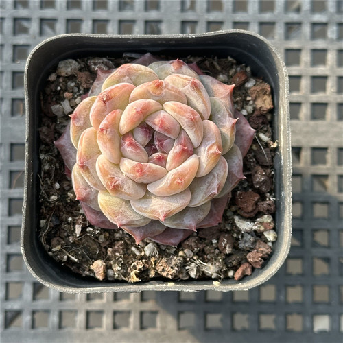 冰魄6.5厘米盆钻石糖心包邮