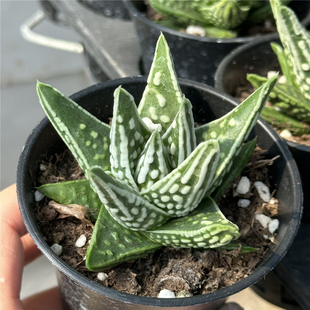 天使之泪 多肉植物 十二卷属硬叶 7厘米盆单头 一件包邮 不仅布蔓