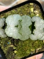 The White Bear Jade Fan Twelve Rolls is a succulent plant. It comes in a 7-cm pot with large white transparent leaves. Free shipping thumbnail 2