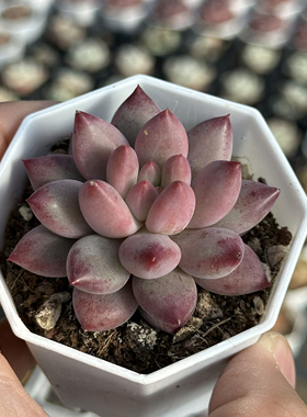 金鱼姬 多肉植物 7厘米盆 纹理清晰 大红色 一件包邮 不仅布蔓