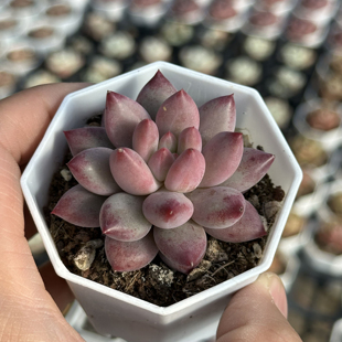 金鱼姬 多肉植物 7厘米盆 纹理清晰 大红色 一件包邮 不仅布蔓