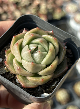 白玫瑰 多肉植物 6.5厘米盆 冰城东云 橘黄色 一件包邮 不仅布蔓