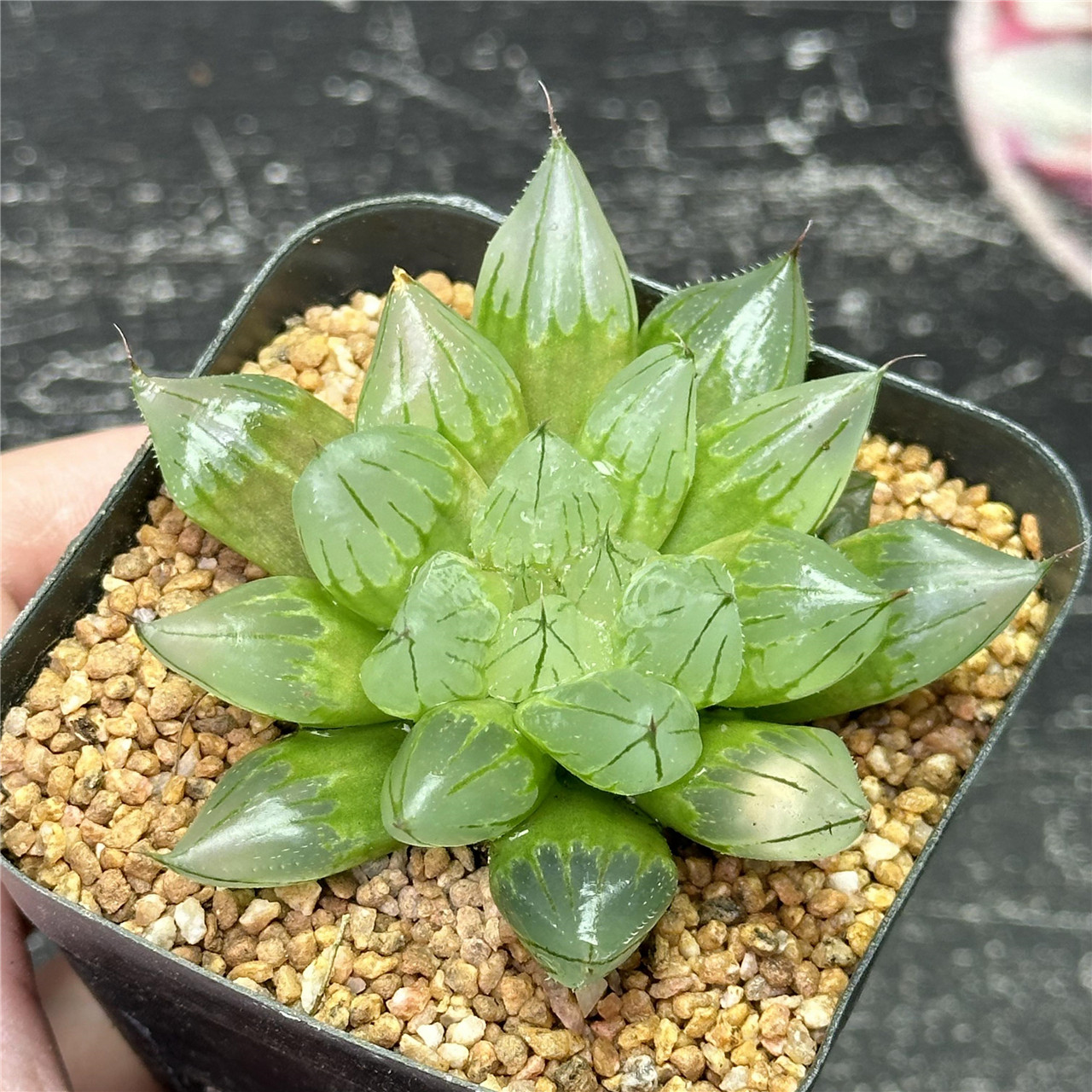 西亚基 十二卷 多肉植物 7厘米盆 尖叶透窗 一件包邮 不仅布蔓,鲜花速递/花卉仿真/绿植园艺,多肉植物,淘宝优惠券,粉丝福利购,淘宝优惠卷