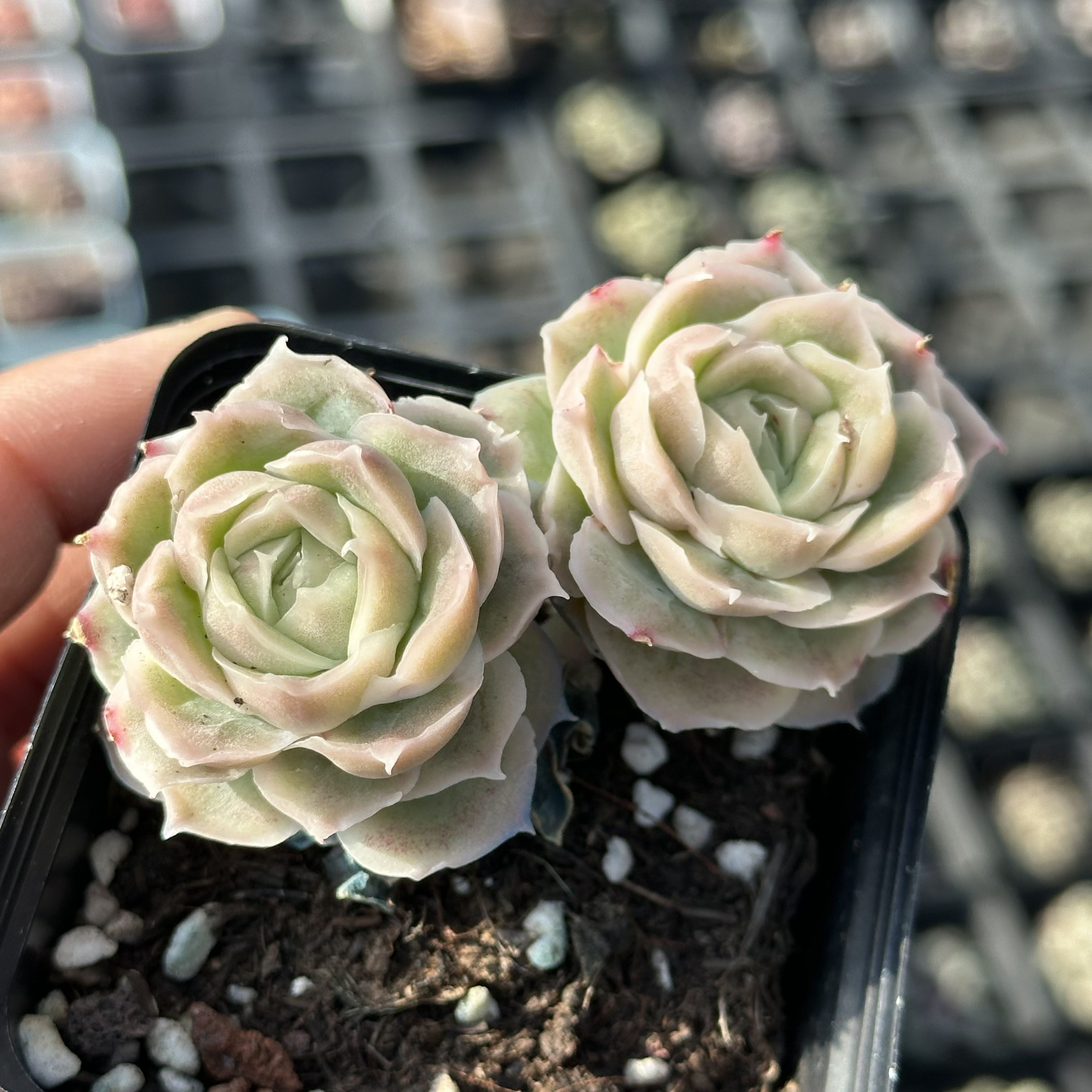 水晶虾饺 多肉植物 6厘米盆 冰透褶皱冰边 一件包邮 不仅布蔓,鲜花速递/花卉仿真/绿植园艺,多肉植物,淘宝优惠券,粉丝福利购,淘宝优惠卷