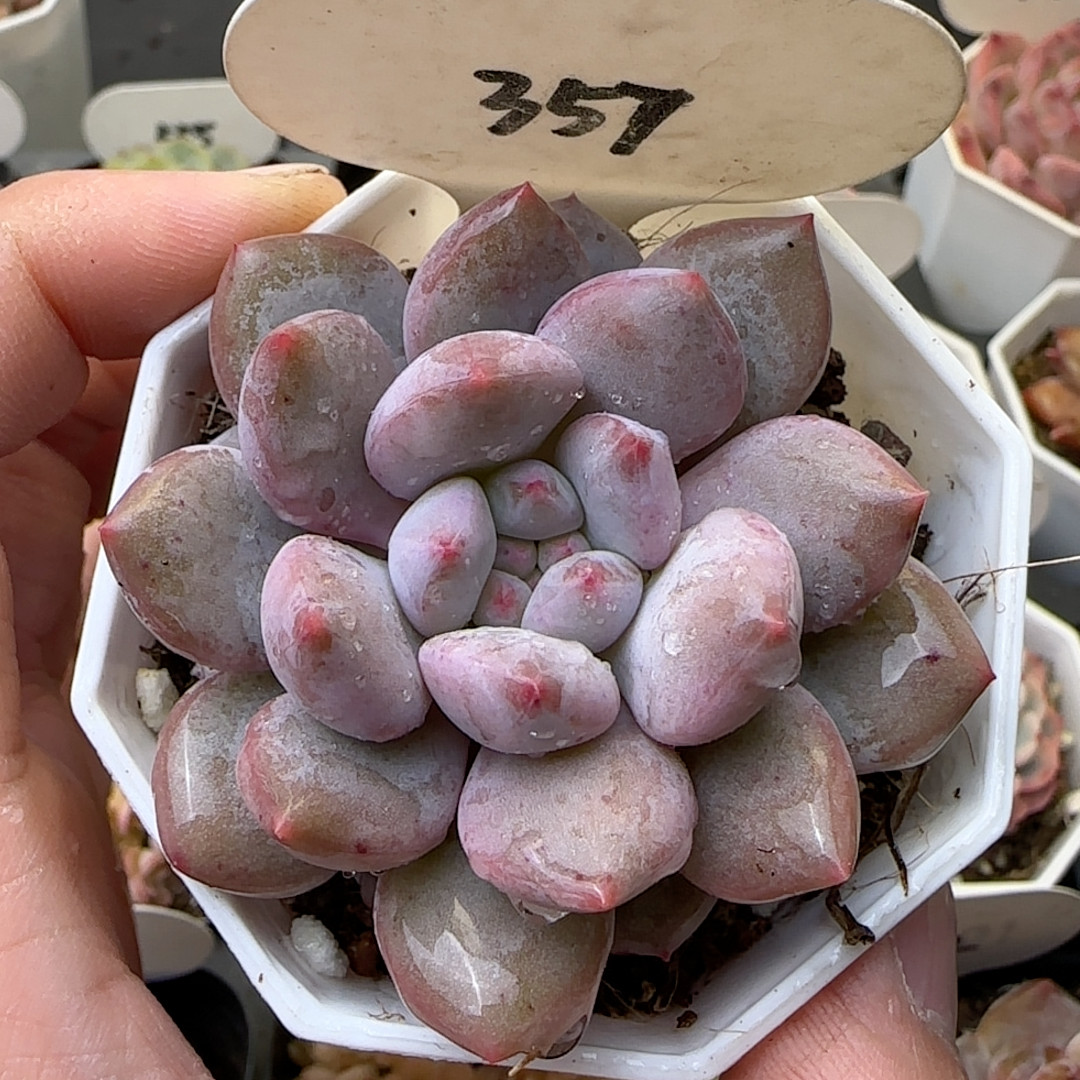 半夏 357,鲜花速递/花卉仿真/绿植园艺,多肉植物,淘宝优惠券,粉丝福利购,淘宝优惠卷