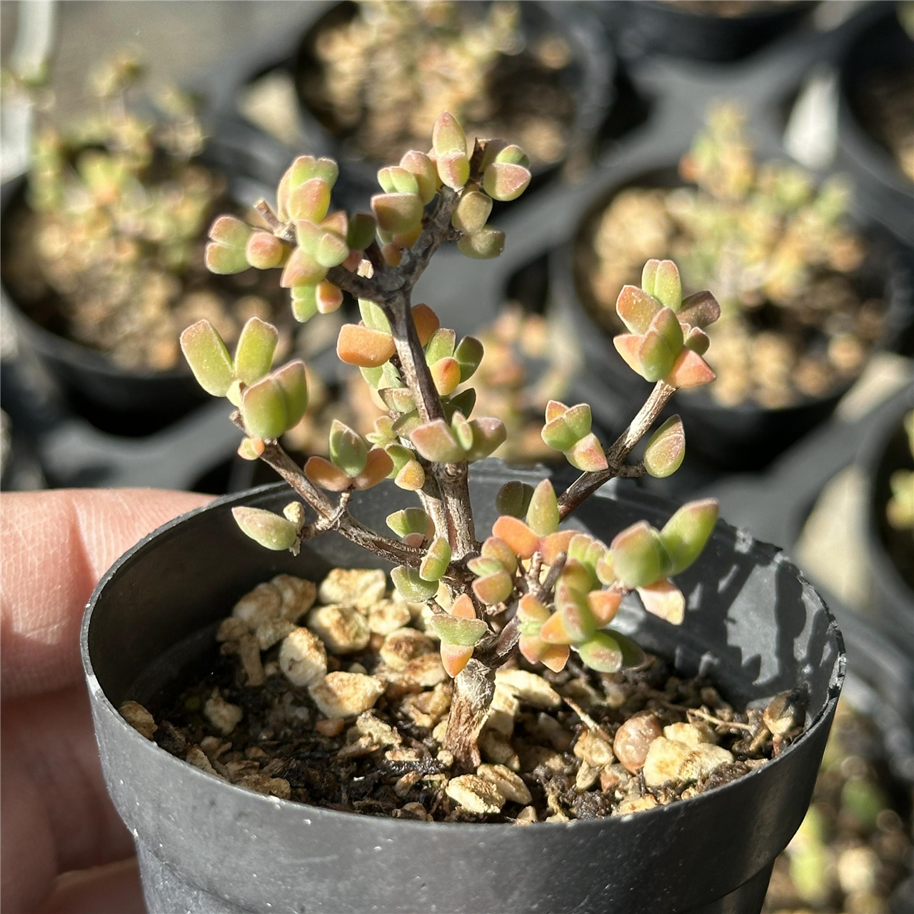 虾钳 多肉植物 6厘米盆 枝干番杏...