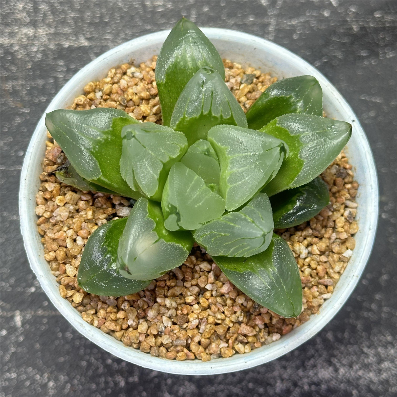 冰城寿 十二卷属 多肉植物 9厘米盆 背窗通透 一件包邮 不仅布蔓,鲜花速递/花卉仿真/绿植园艺,多肉植物,淘宝优惠券,粉丝福利购,淘宝优惠卷