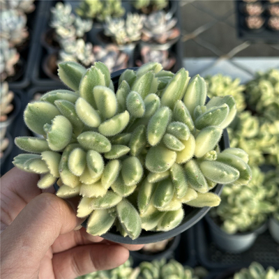 白熊12厘米盆自然锦包邮