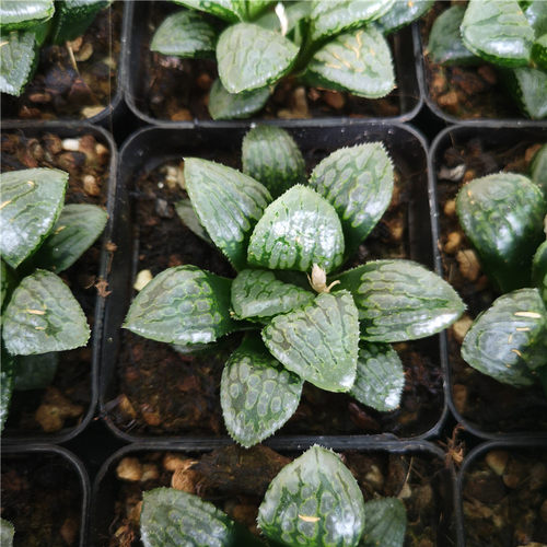 玛丽丽多肉植物多肉寿不仅布蔓