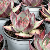 包邮 惊鸿仙子 不仅布蔓 周正单头 一件 多肉植物 9厘米盆条纹锦