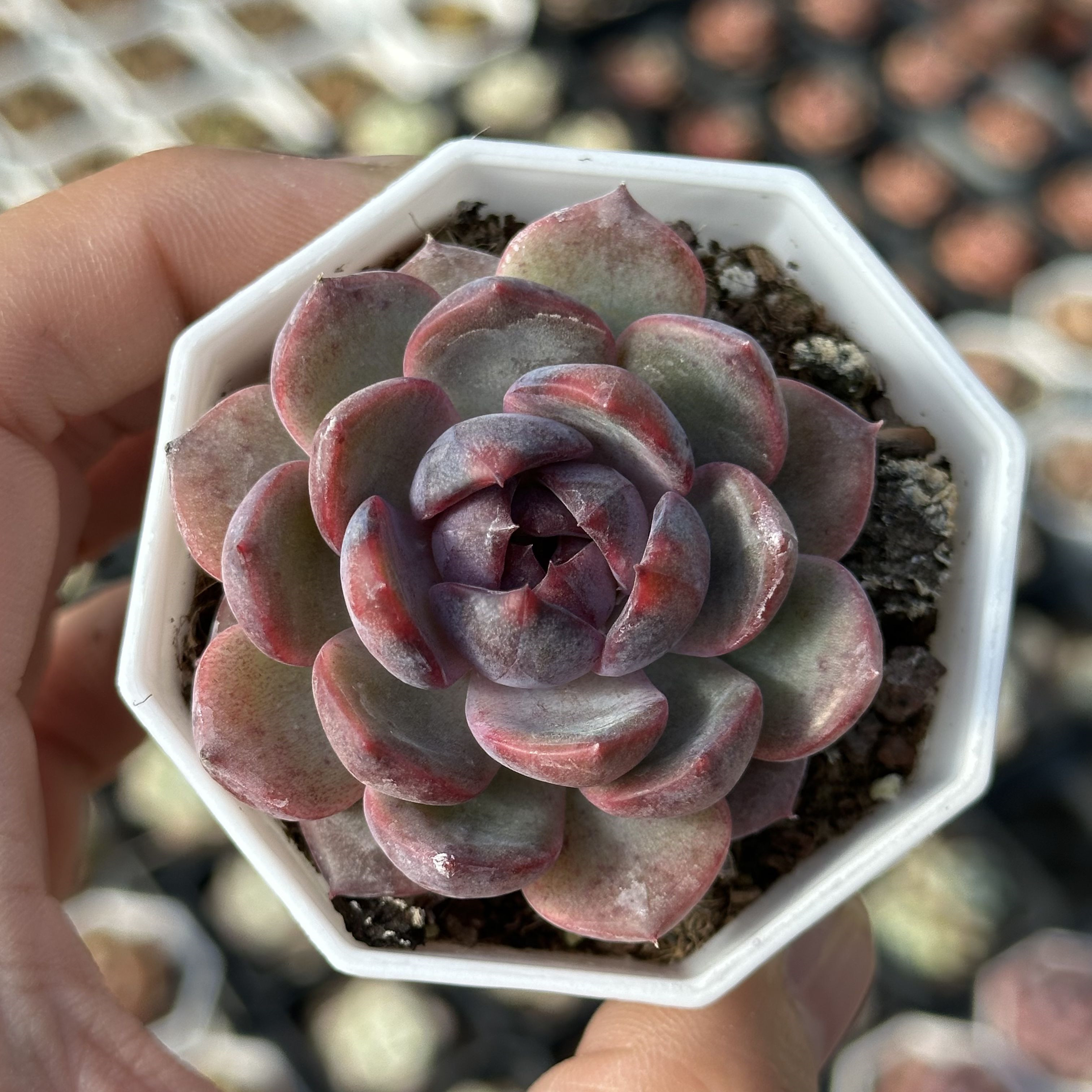 蓝莓 多肉植物 7厘米盆 紫黑色 小包子 带盆 一件包邮 不仅布蔓
