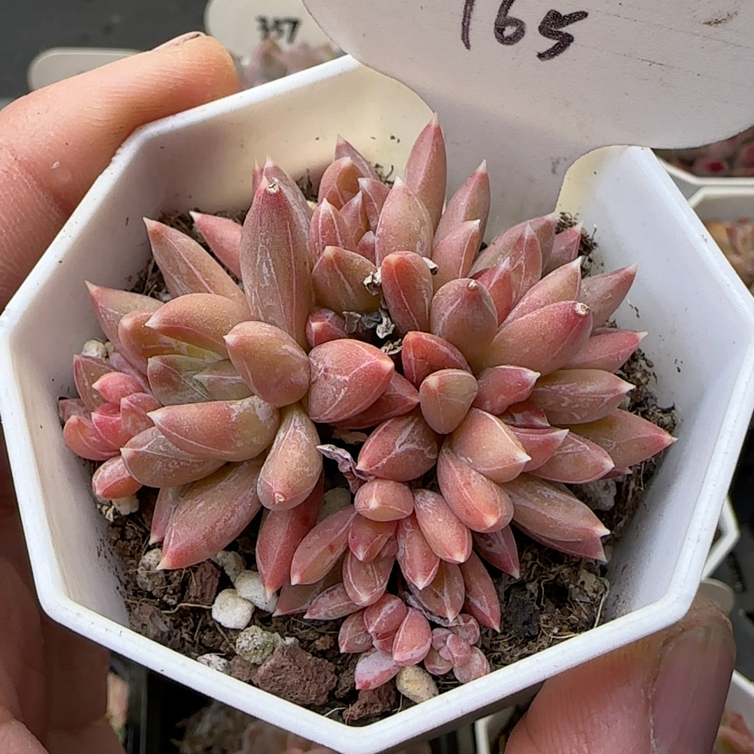 糖爪 165,鲜花速递/花卉仿真/绿植园艺,多肉植物,淘宝优惠券,粉丝福利购,淘宝优惠卷