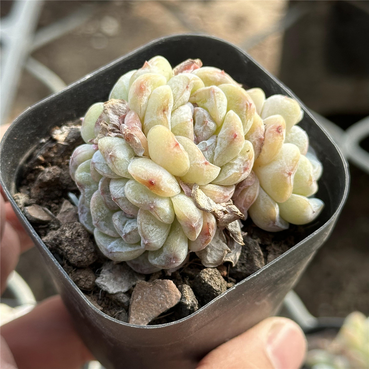 卡布奇诺 多肉植物 6.5厘米盆 双头 紫色暗纹 一件包邮 不仅布蔓