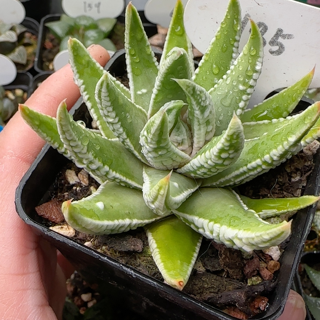 皇帝十二卷 185,鲜花速递/花卉仿真/绿植园艺,多肉植物,淘宝优惠券,粉丝福利购,淘宝优惠卷