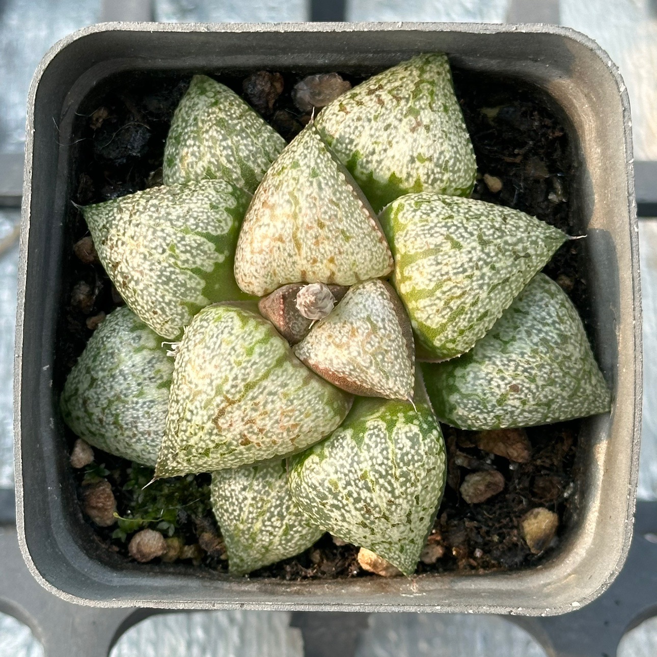 婚纱白银7厘米盆包邮