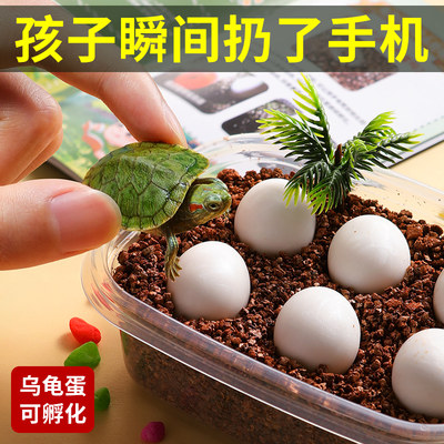 乌龟蛋可孵化2024年爆款玩具7岁