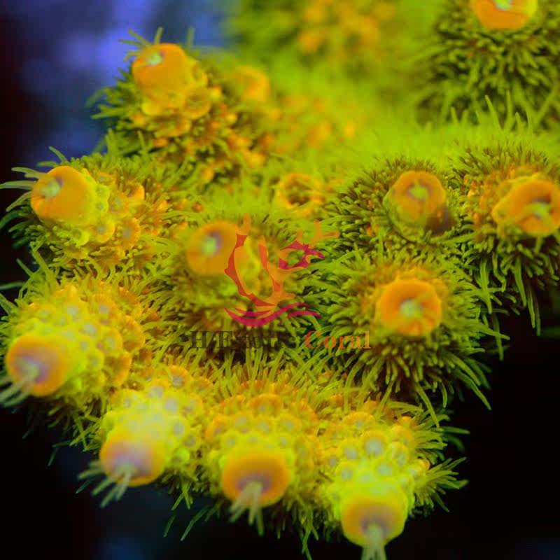Rare sps Rare Orange Color Rare coral super Big flower Coral Jamaica Lemonadein the Pet/Pet food and supplies , Aqua World , Other aquarium pets  category - from Buy2taobao.com to provide professional Taobao agent buy service