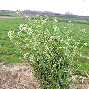 野荠菜新纯野生整株老荠菜干荠菜带花根茎籽入药月子晒干无杂质