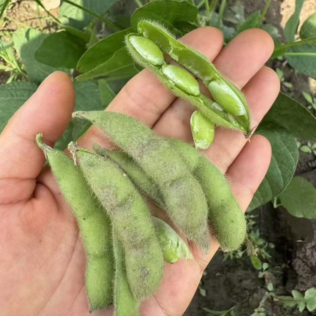 2026年毛豆新鲜青皮豆角农家其它