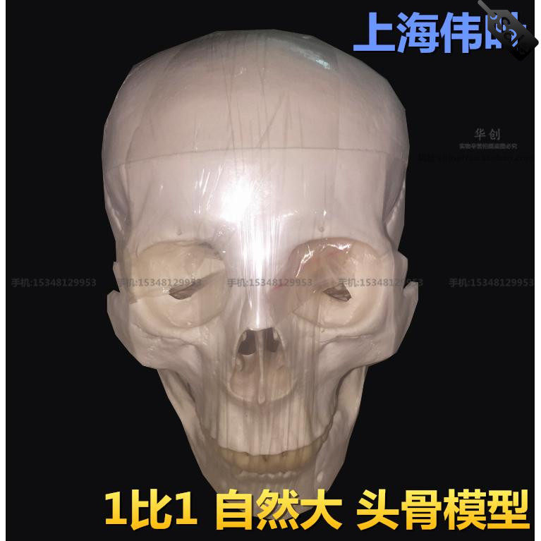 伟叶1比1头颅人体头骨自然大成人头颅骨写生解剖医用骷髅头骨模型