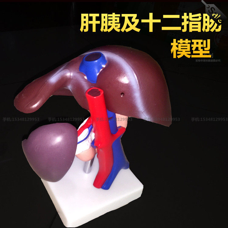 肝胰及十二指肠模型，肝、脾、血管和胰腺,人体教学内脏解剖模型