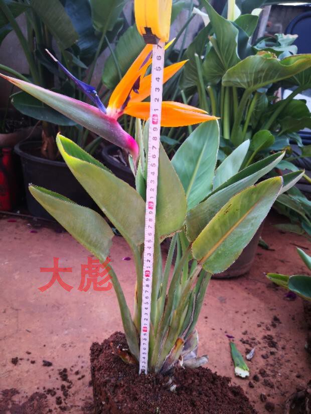 向大彪鹤望兰天堂鸟土禾一号越南鹤土二矮种