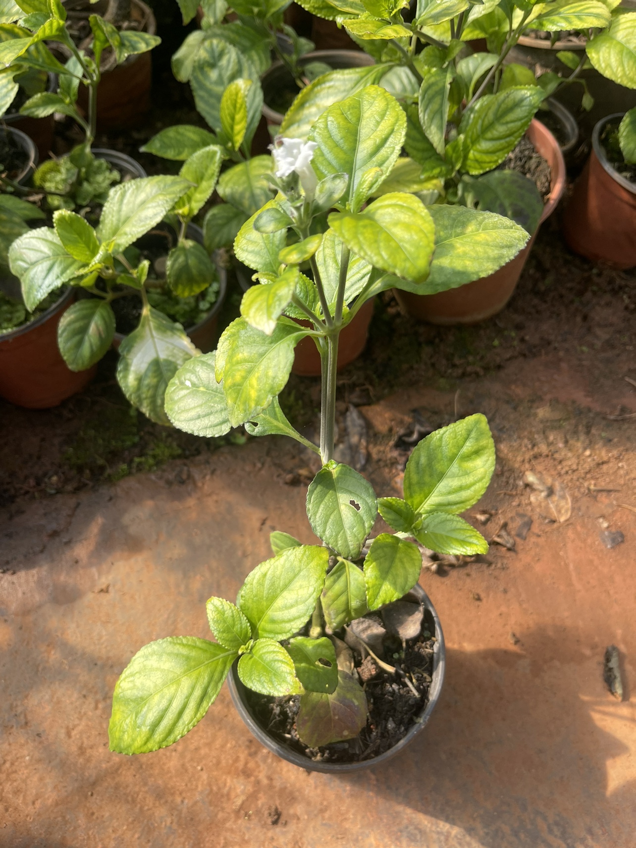 糯米香茶花  可食用芳香植物,浓香,生长快,包邮包成活花卉盆栽