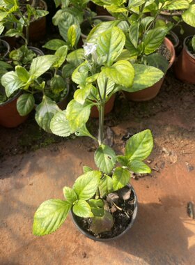 花卉糯米芳香植物生长邮包成活