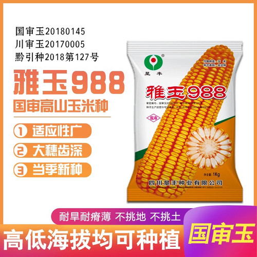 高产国审玉米种子雅玉988高低海拔可种植耐旱耐瘠薄棒子大抗性好
