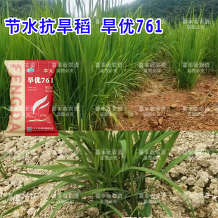 原装旱稻种子水稻种子旱优761杂交稻种水旱两用稻节水抗旱稻