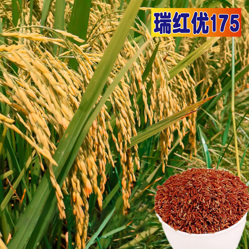 特色水稻种子瑞红优175红米营养丰富高产抗倒500g袋