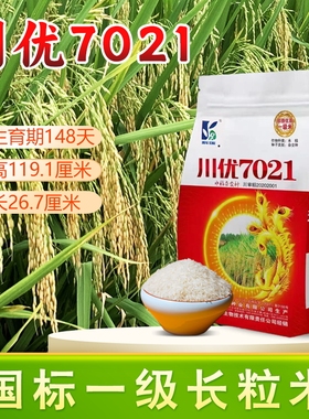 长粒香米川优7021水稻种子国标一级香米口感软而不糯有嚼劲