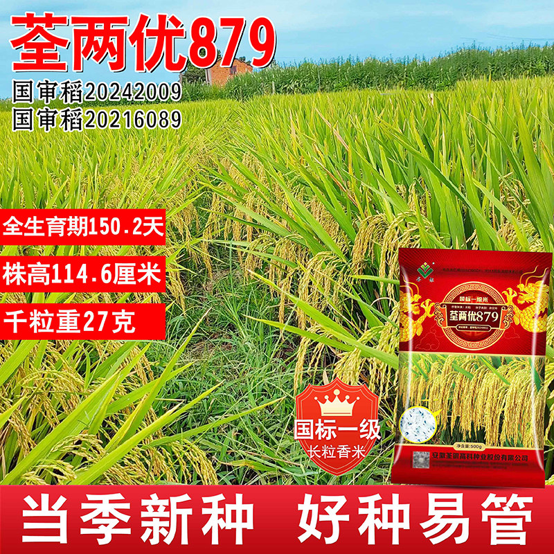 双国审大穗型国标一级米荃两优879水稻种适应性广米饭软糯好吃