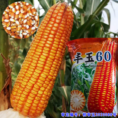 矮秆丰玉60玉米种子硬粒型