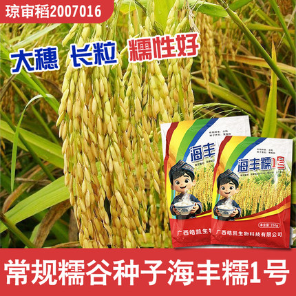 原装晚稻糯米种子长粒型海丰糯1号常规稻可留种香糯十足250g装/袋
