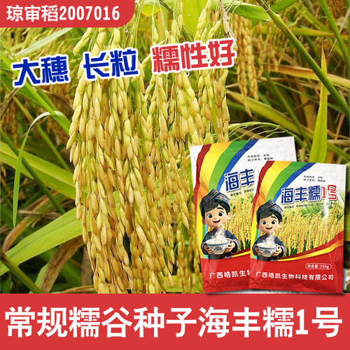 长粒型糯谷种海丰糯1号香糯十足